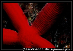 Starfish (Ophidiaster ophidianus). by Ferdinando Meli 